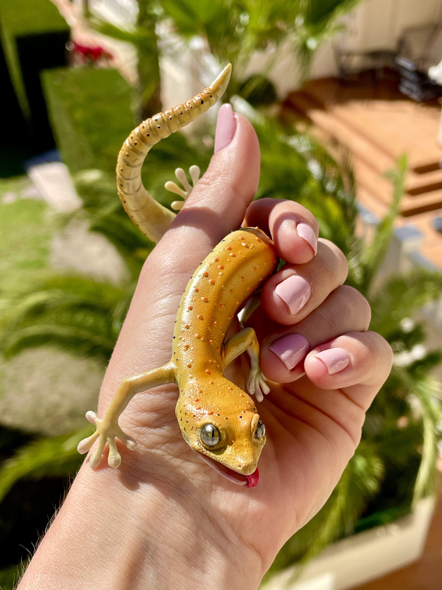 Gekko, Small cute Gekko